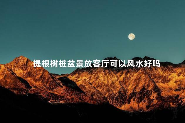 提根树桩盆景放客厅可以风水好吗